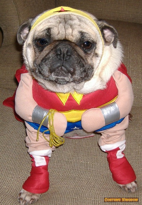 pug