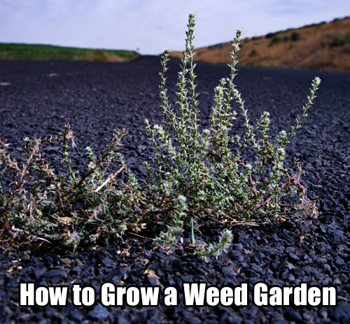 How to Grow a Weed Garden