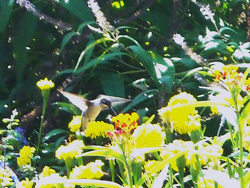 hummingbird-in-flight