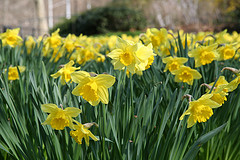 Daffodils by k4chii 
